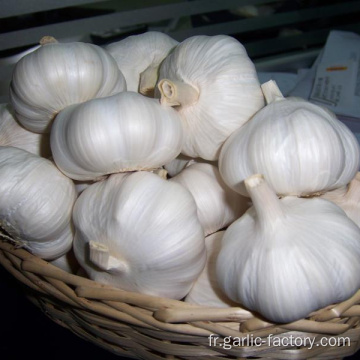 Jin Xiang New Crop Garlic Price Hot Sales